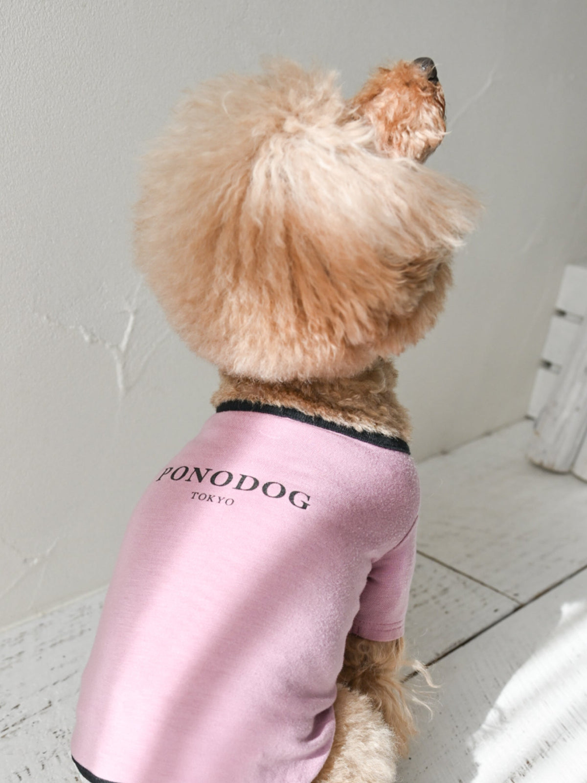 PONODOG Warm Logo Teeを着用したトイプードル｜犬服の着心地とシルエット