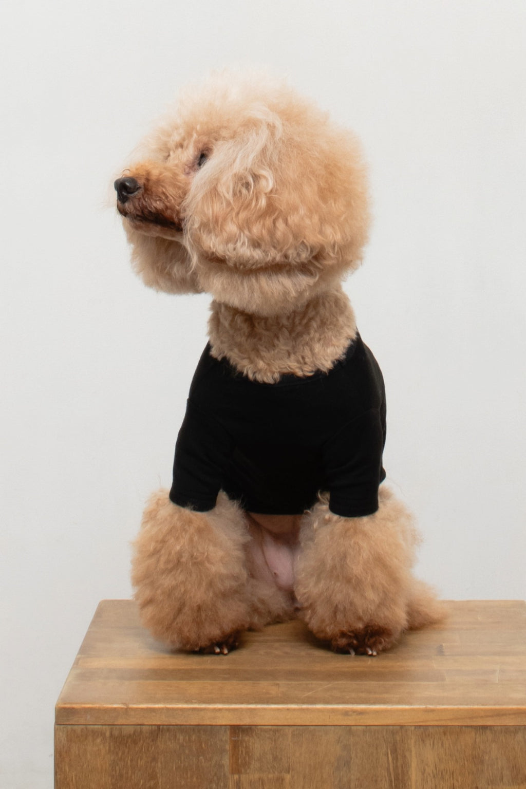 PONODOG Warm Logo Tee｜シンプルな日本製犬服・伸縮性に優れた吸湿発熱素材の犬用Tシャツ