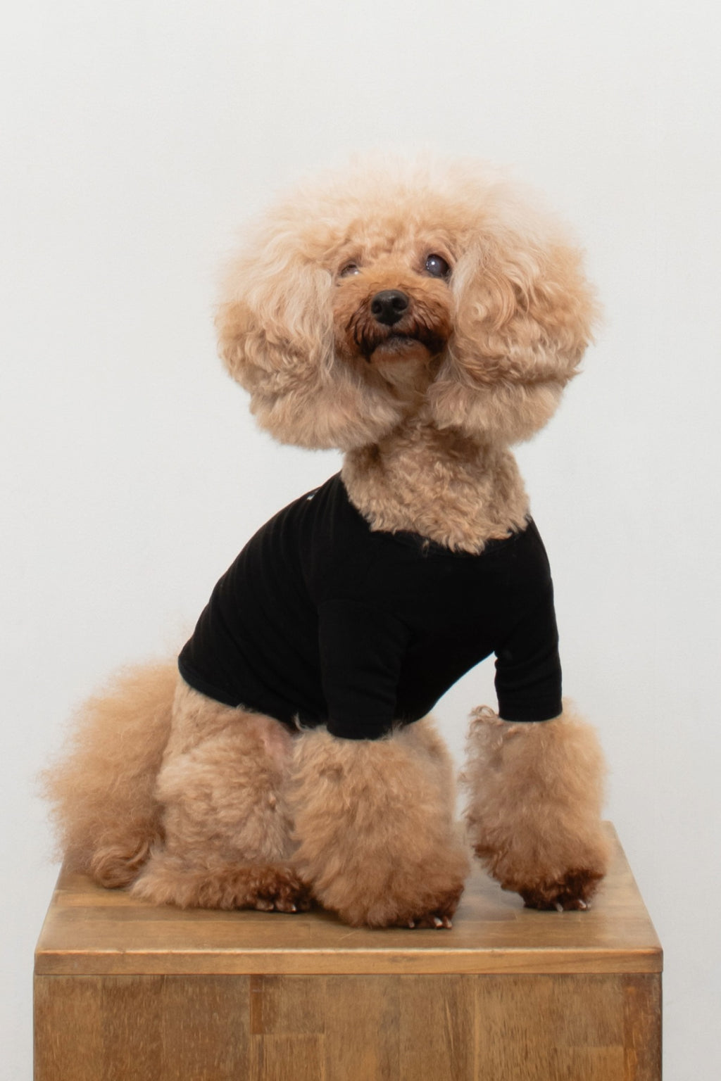PONODOG Warm Logo Tee｜シンプルな日本製犬服・伸縮性に優れた吸湿発熱素材の犬用Tシャツ