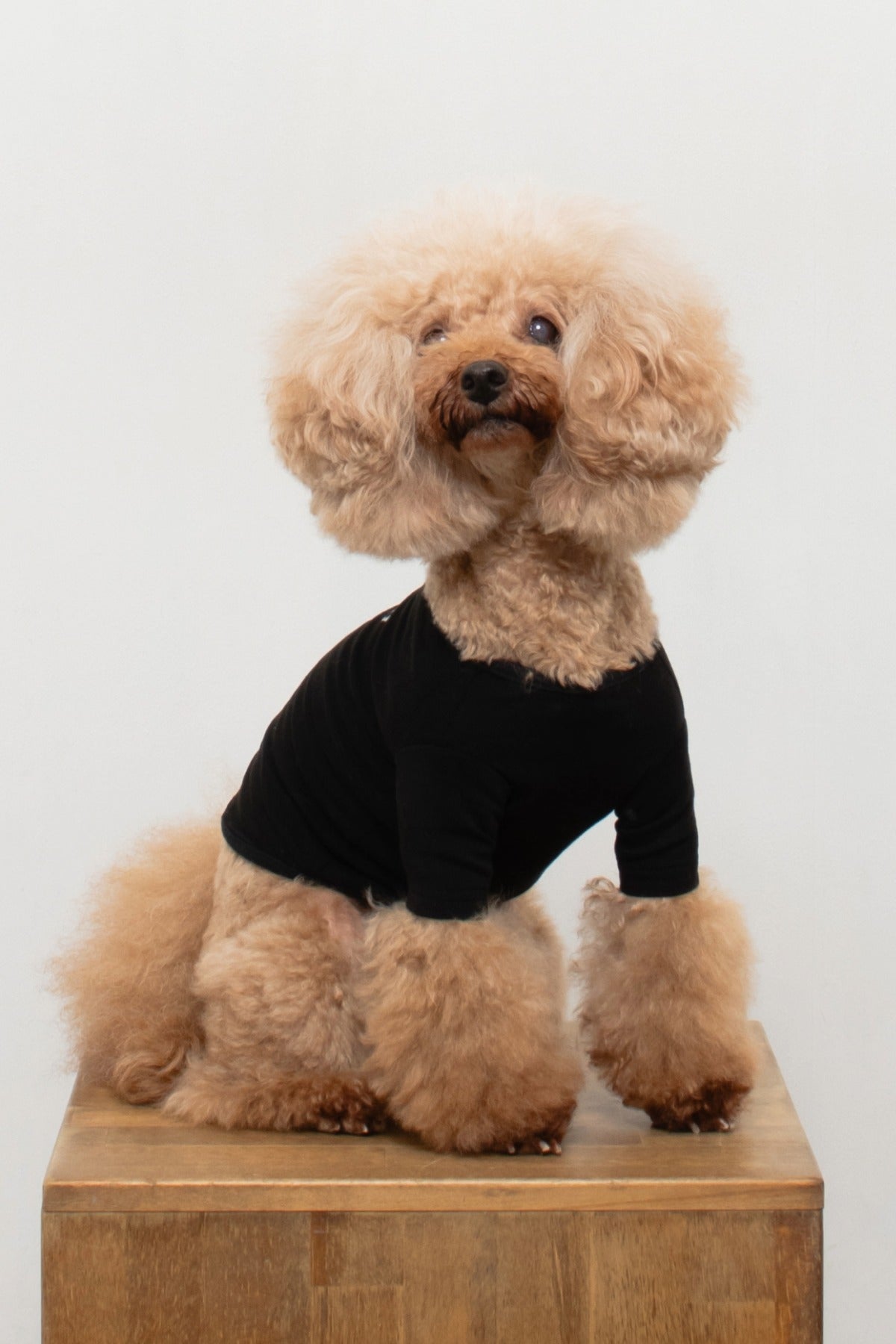 PONODOG Warm Logo Tee｜シンプルな日本製犬服・伸縮性に優れた吸湿発熱素材の犬用Tシャツ