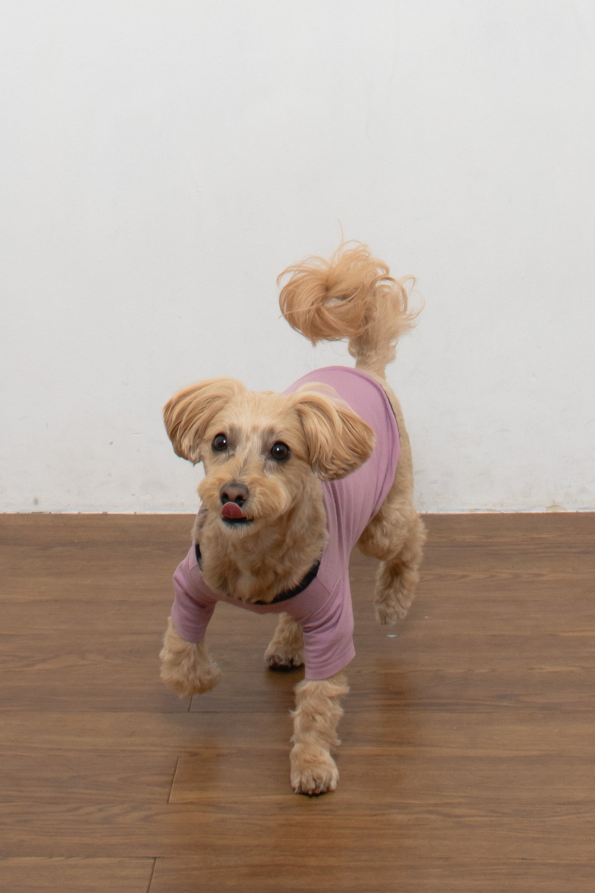 PONODOG Warm Logo Tee｜シンプルな日本製犬服・伸縮性に優れた吸湿発熱素材の犬用Tシャツ