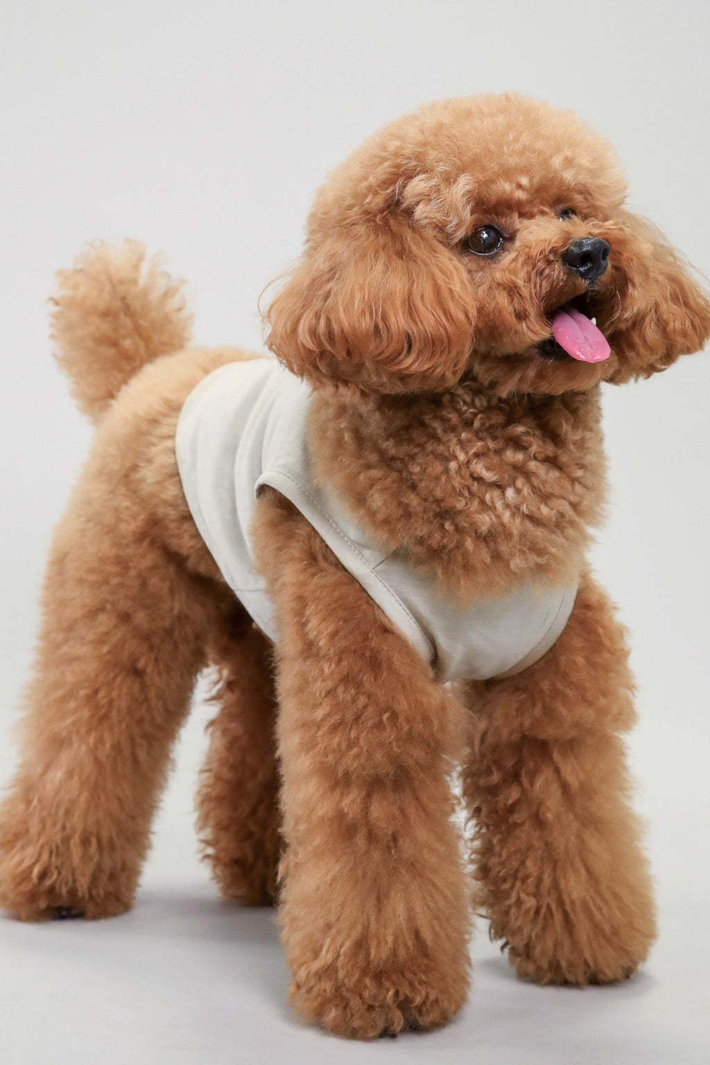 PONODOG Icy Chill Tank チャコール｜シンプルな日本製犬服・接触冷感素材の犬用タンクトップ