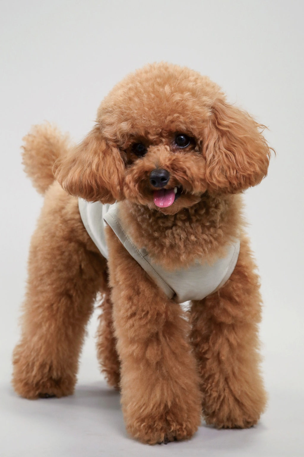 PONODOG Icy Chill Tank チャコール｜シンプルな日本製犬服・接触冷感素材の犬用タンクトップ