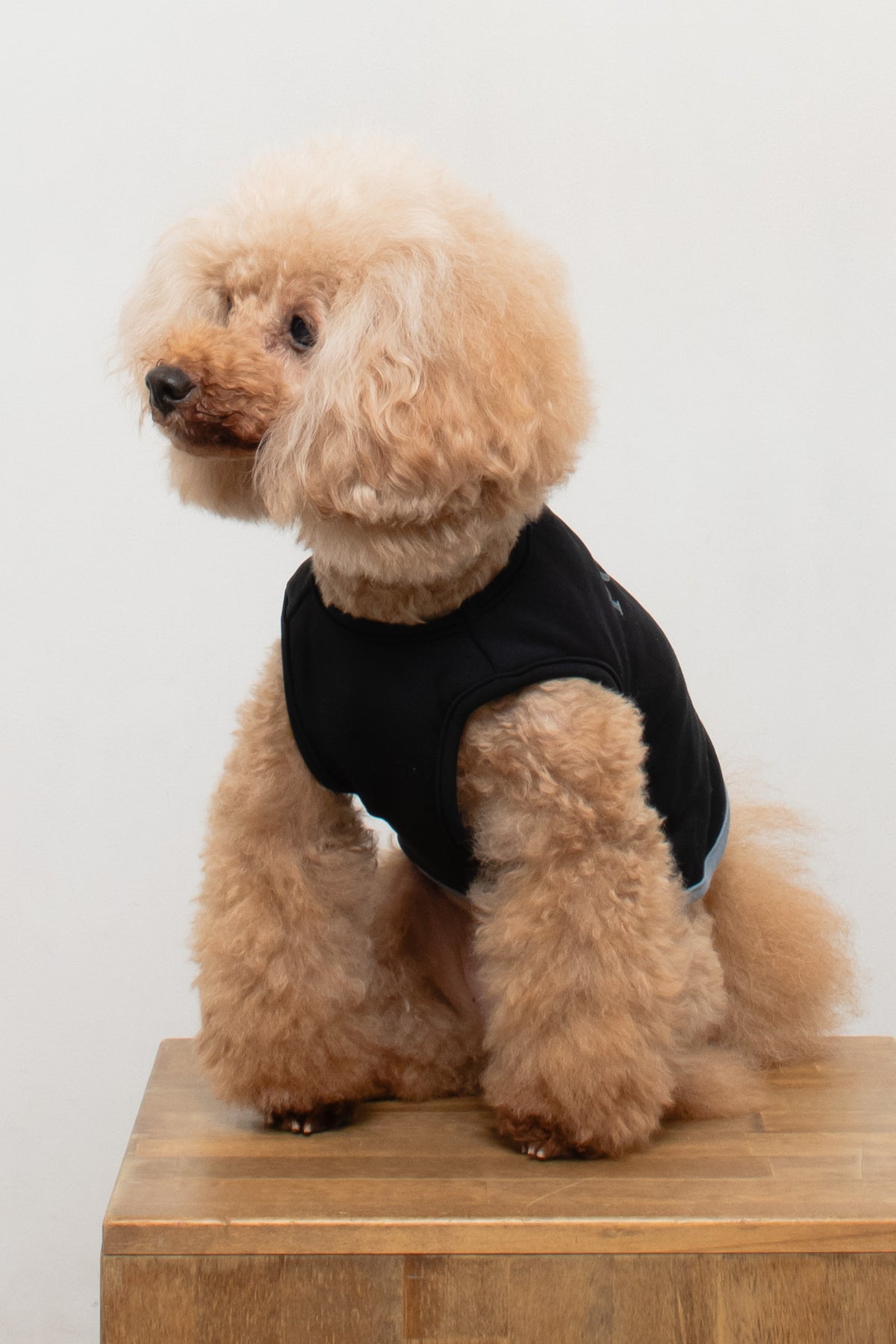 PONODOG Warm Logo Sweat Black｜日本製のシンプルな犬服・吸湿発熱機能を備えた裏起毛スウェット