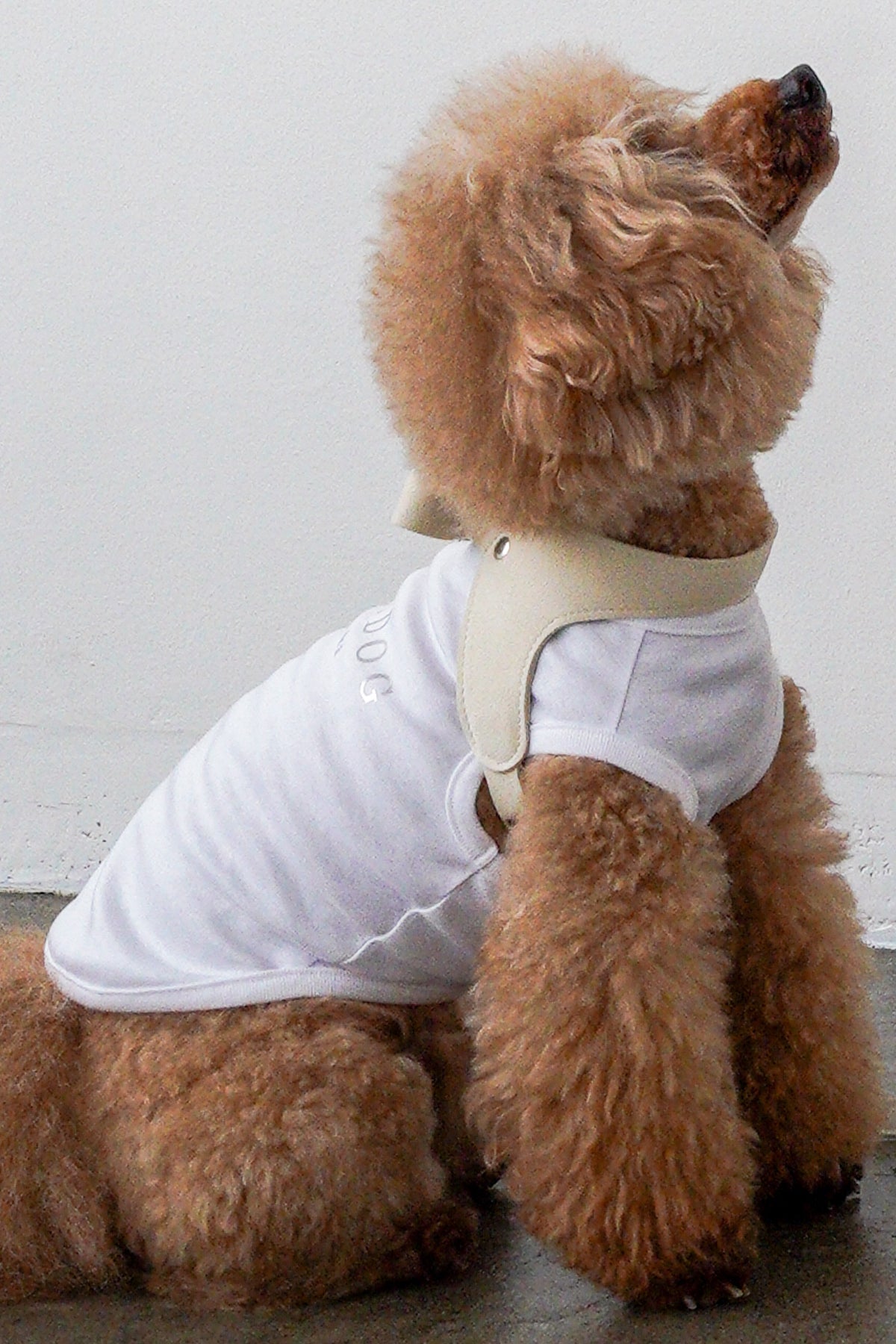 PONODOG Cooling Tee（ホワイト）｜上品な箔プリントをあしらった、日本製接触冷感犬用Tシャツ