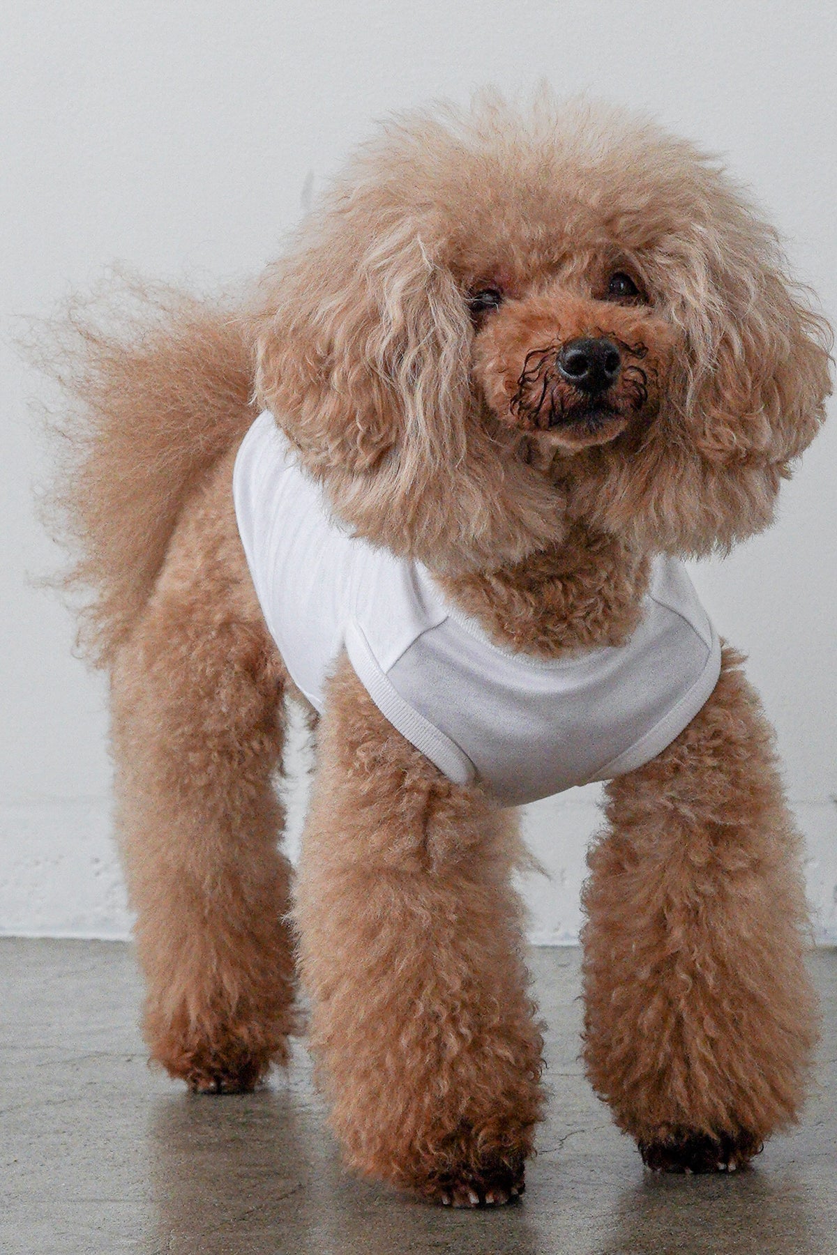 PONODOG Cooling Tee（ホワイト）｜上品な箔プリントをあしらった、日本製接触冷感犬用Tシャツ