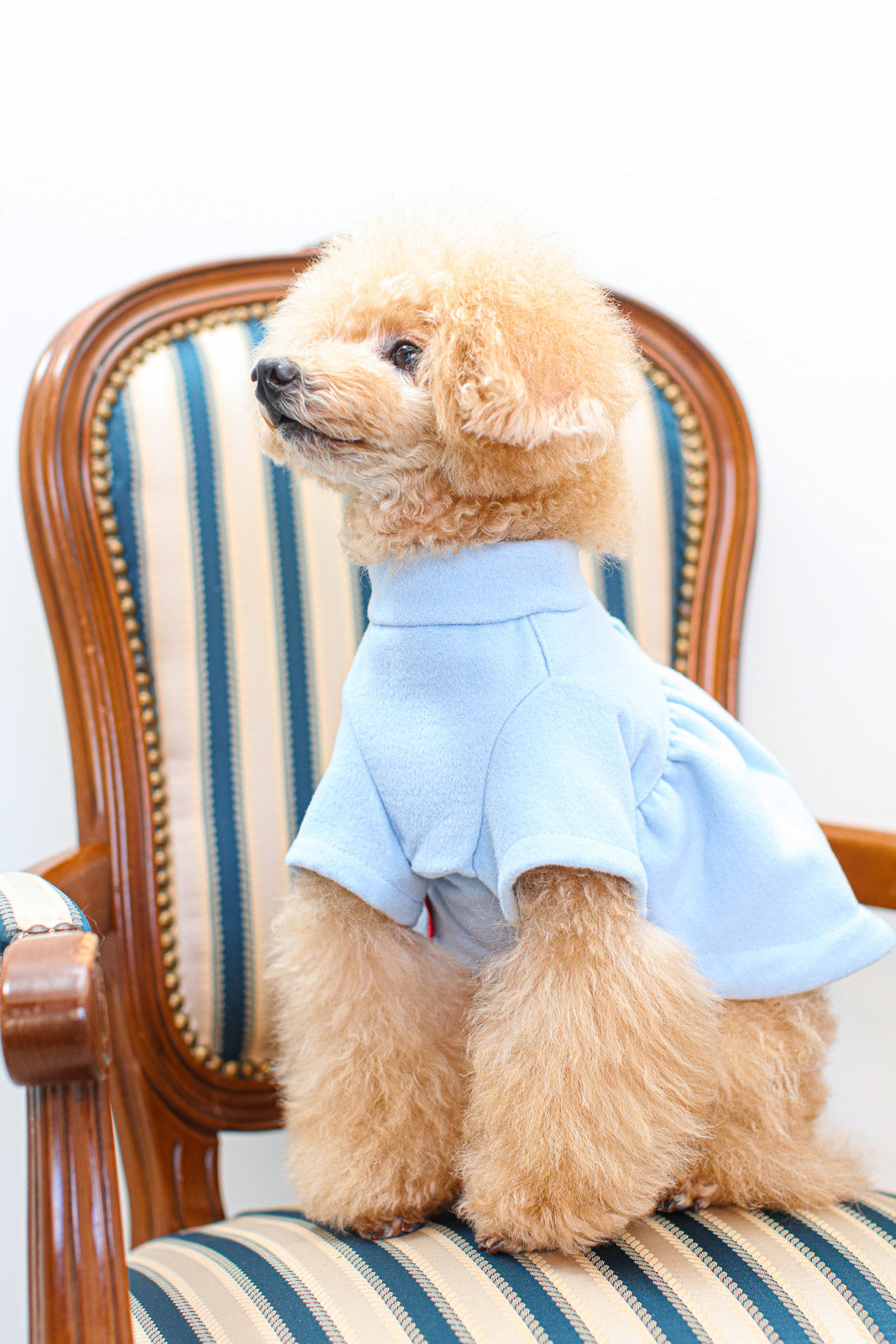 Flare Coat - Light Blue｜被る服が苦手な犬にも着せやすい、背中ボタンのフレアコート
