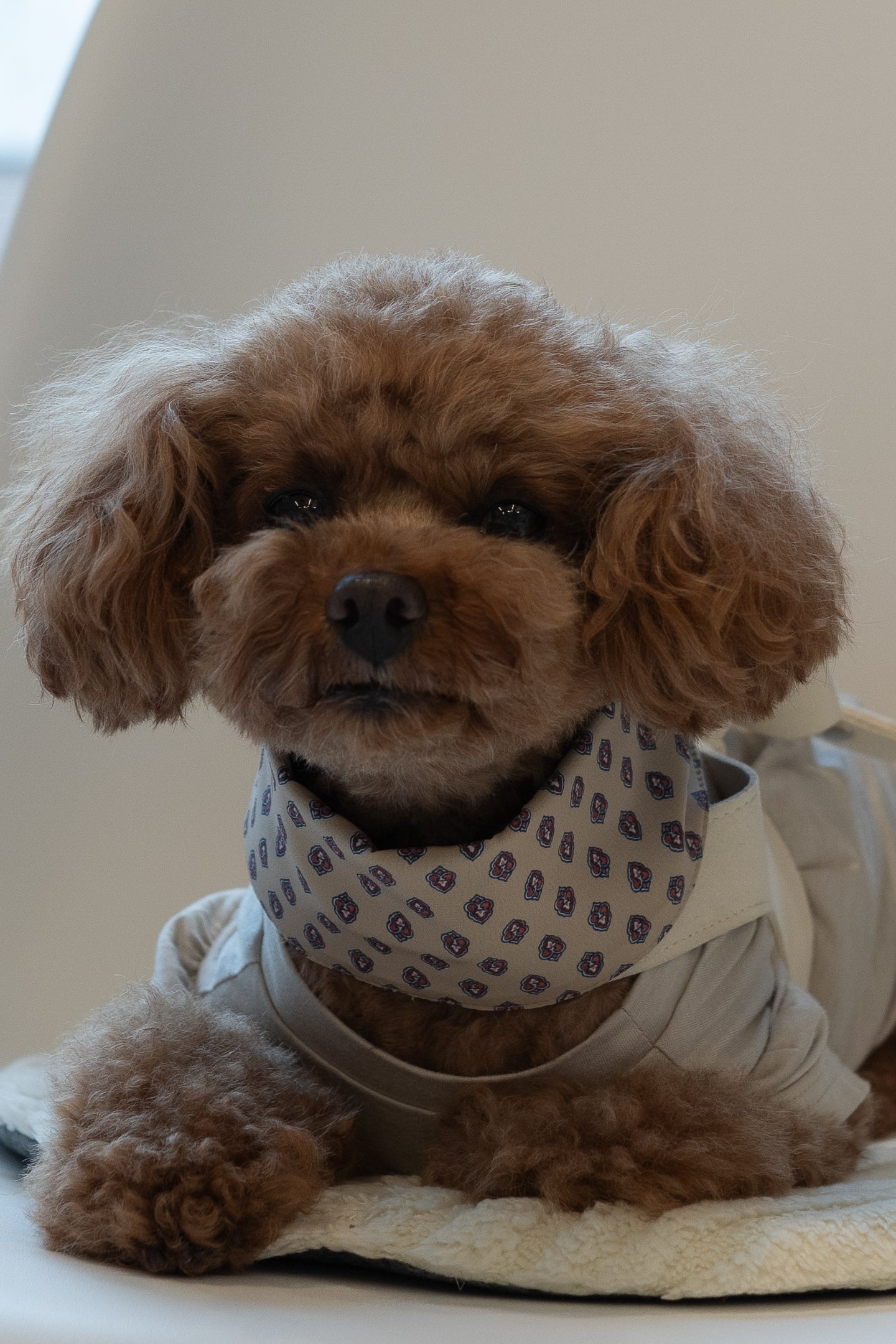 NEAR Dog Scarf