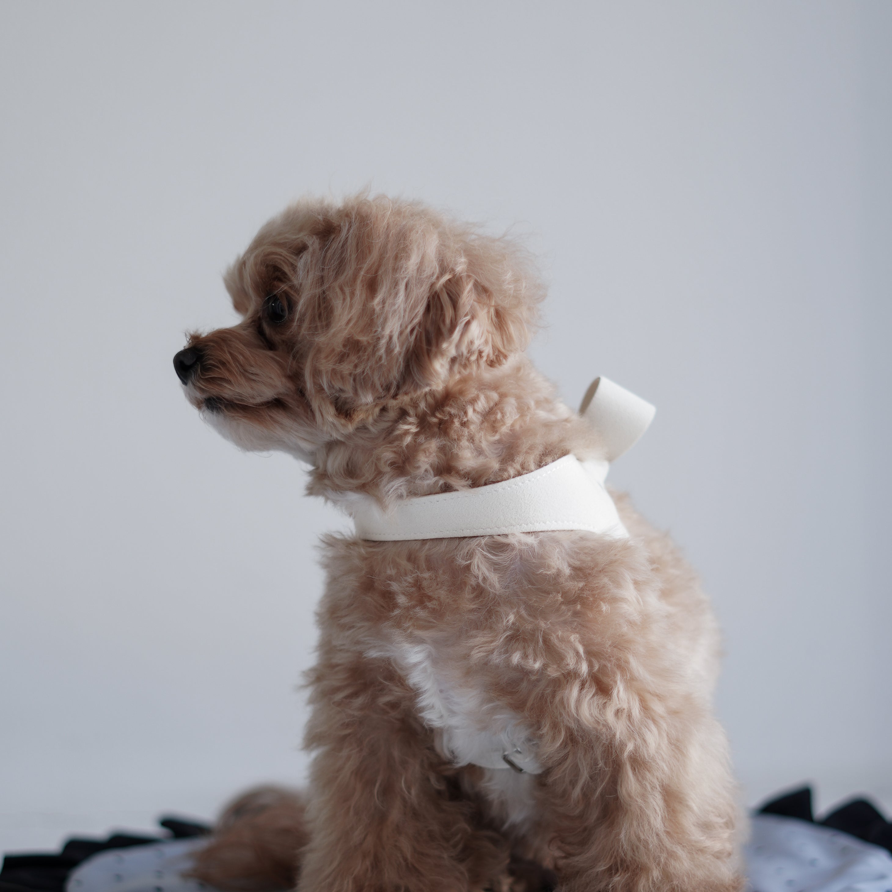 soph Milla Ribbon Harness