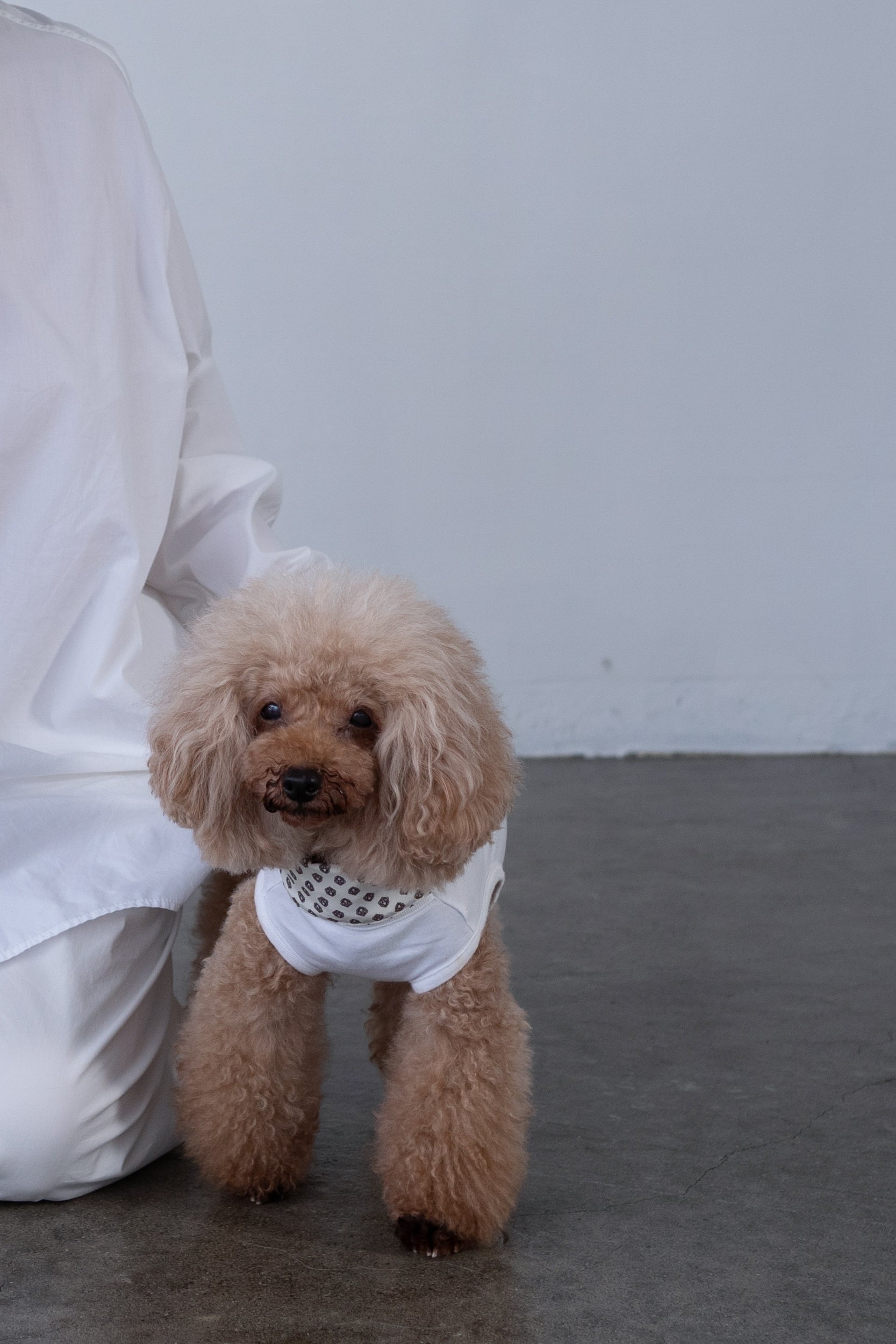 NEAR Dog Scarf