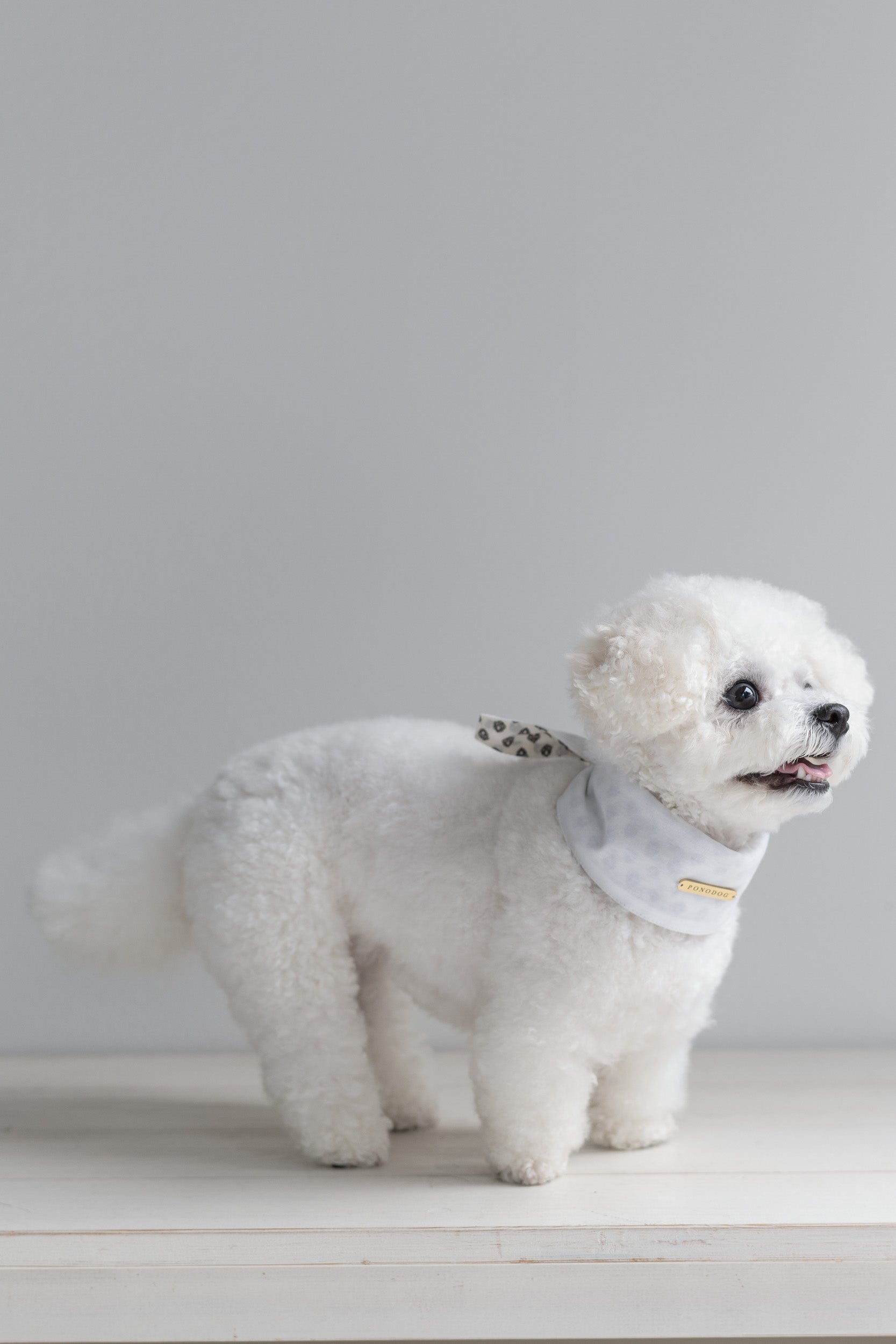NEAR Dog Scarf