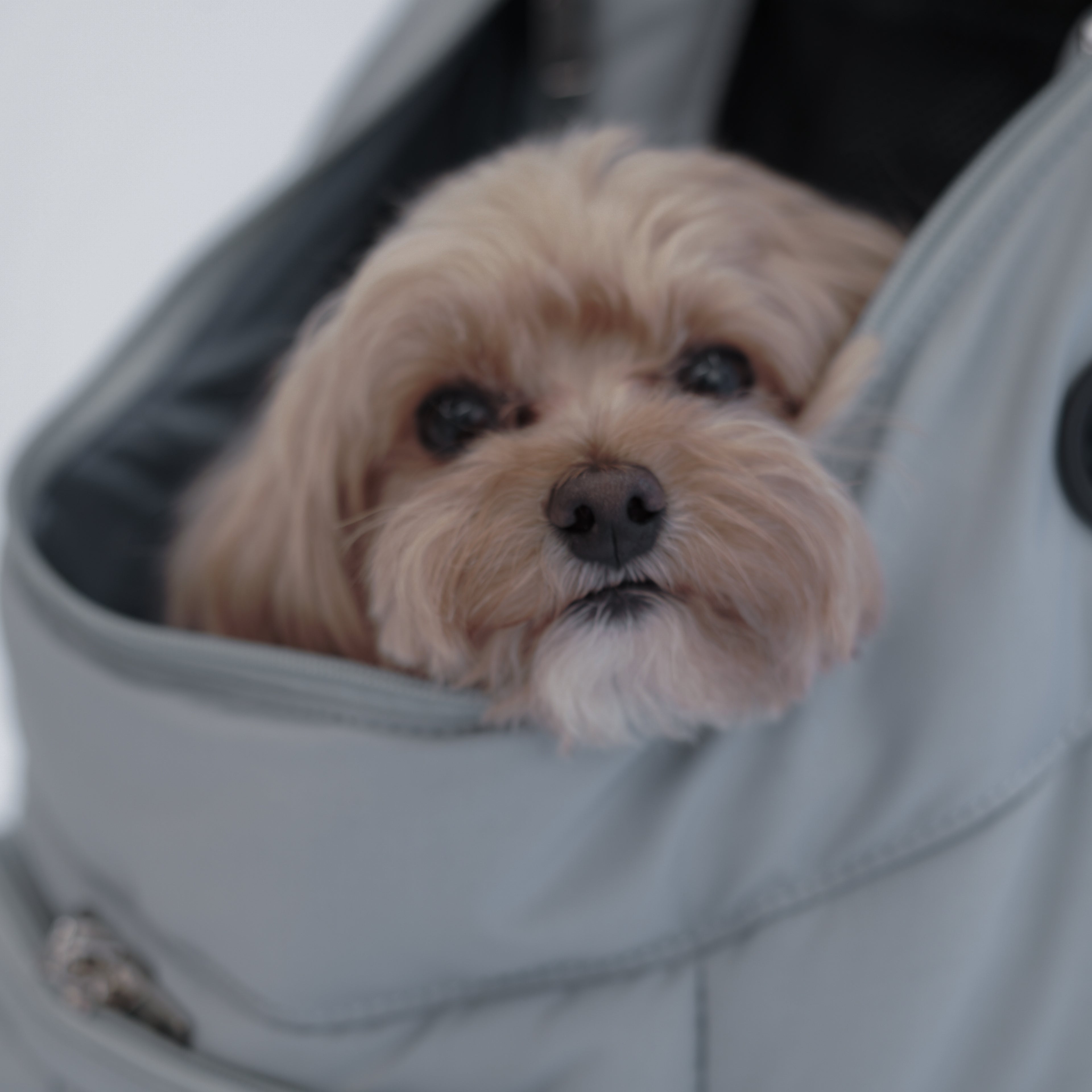 Backpack Carrier M - Blue Grey / Blue Piping