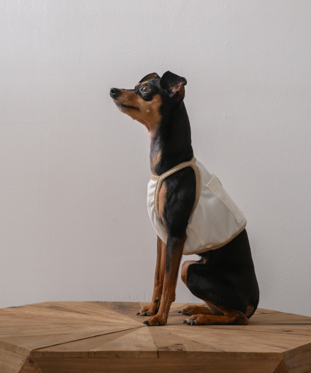 COTIRA × PONODOG別注カラー「Sand」の犬用クールウェア。背中に保冷剤ポケットを備えたショート丈デザイン。コットン55％・レーヨン45％のやわらかな冷感素材を使用した、UVカット機能付きの夏用ドッグウェア。