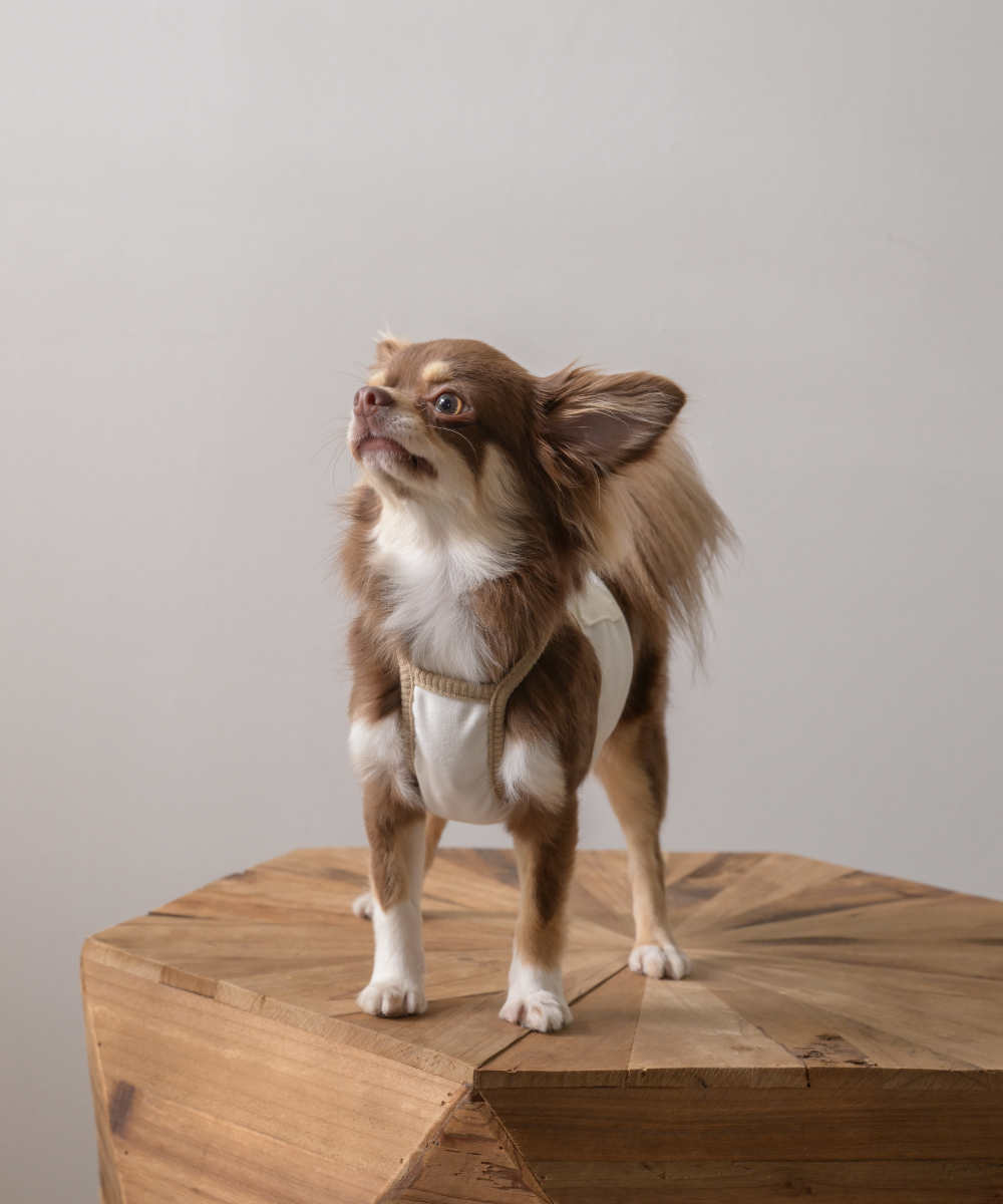 COTIRA × PONODOG別注カラー「Sand」の犬用クールウェア。背中に保冷剤ポケットを備えたショート丈デザイン。コットン55％・レーヨン45％のやわらかな冷感素材を使用した、UVカット機能付きの夏用ドッグウェア。